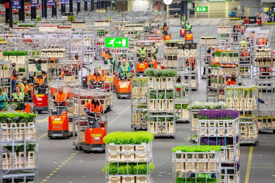 Aalsmeer: Flower Auction Royal Flora Holland Entry Ticket - Why Aalsmeer feels unlike an ordinary flower attraction