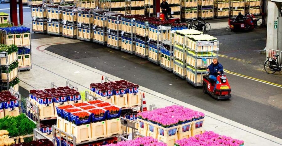 Aalsmeer: Flower Auction Royal Flora Holland Entry Ticket - Start early for the most interesting activity