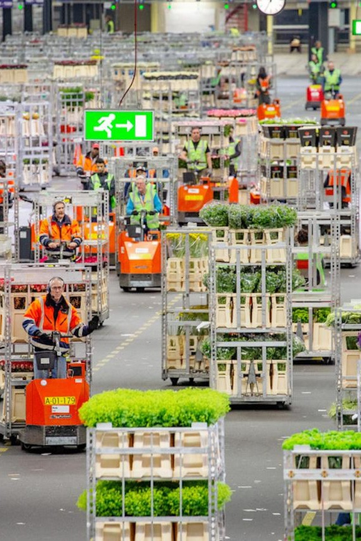 Aalsmeer: Flower Auction Royal Flora Holland Entry Ticket - What the self-guided audio tour adds