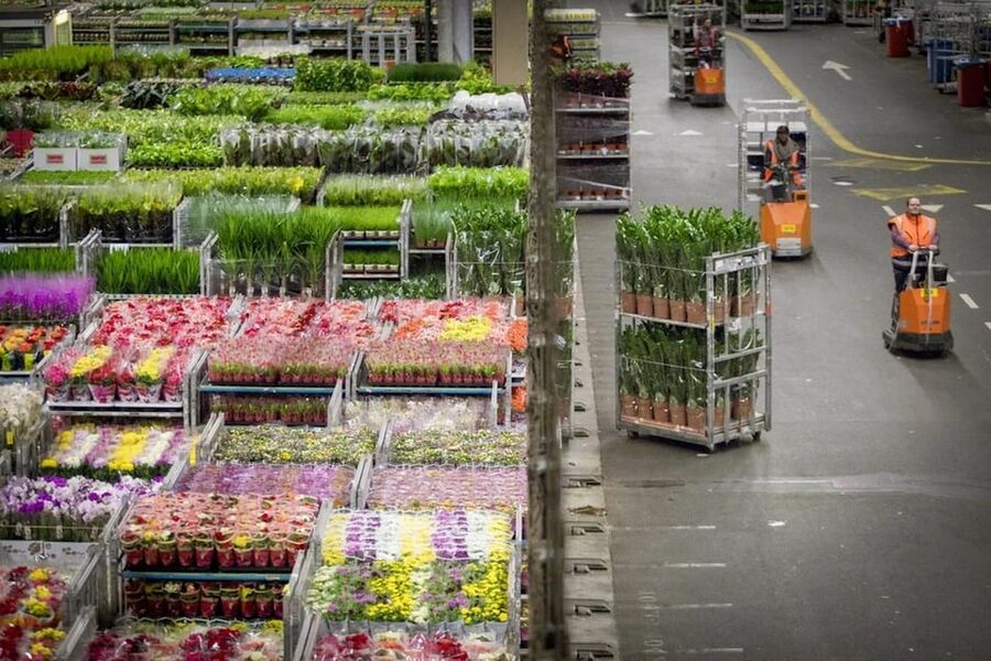Aalsmeer: Flower Auction Royal Flora Holland Entry Ticket - Who will enjoy Royal FloraHolland most?