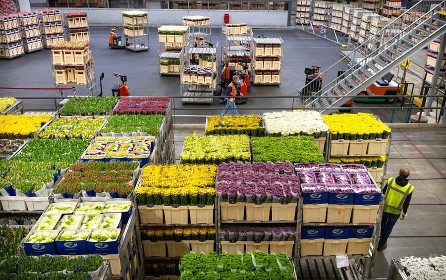 Aalsmeer: Flower Auction Royal Flora Holland Entry Ticket - Practical details that affect your visit
