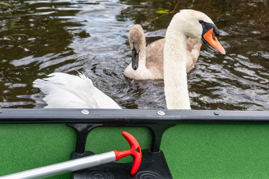 Amsterdam: 2-Hour Guided Canoe Trip - Leaving the houses for wetlands and meadows