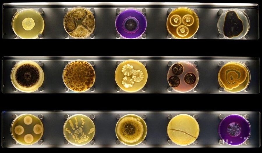 Amsterdam: ARTIS-Micropia Microbe Museum Entry Ticket - Starting at Plantage Kerklaan