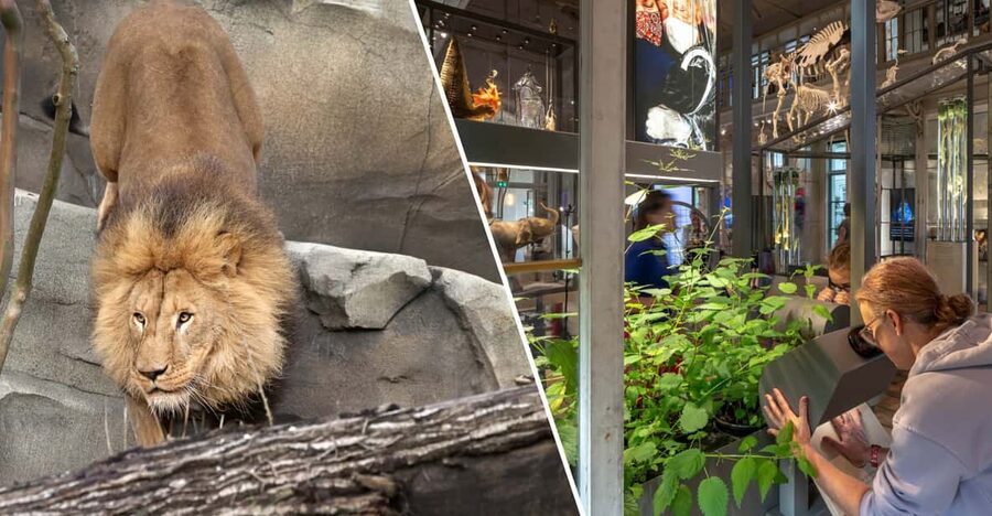Amsterdam: ARTIS Royal Zoo and ARTIS Groote Museum Ticket - Key points to know before you go