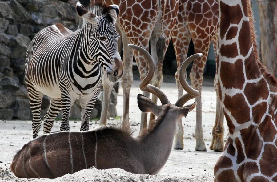Amsterdam: ARTIS Royal Zoo and ARTIS Groote Museum Ticket - Should you book ARTIS Royal Zoo and Groote Museum?