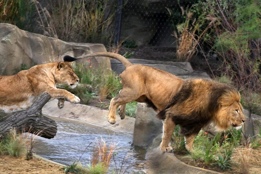 Amsterdam: ARTIS Royal Zoo and ARTIS Groote Museum Ticket - Walking through ARTIS Royal Zoo
