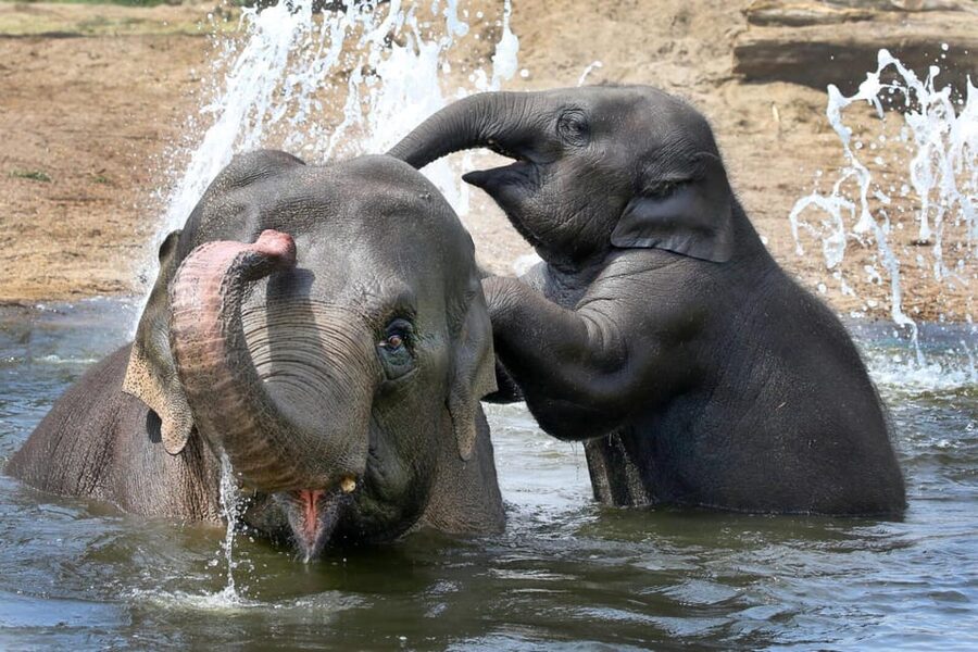 Amsterdam: ARTIS Royal Zoo and ARTIS Groote Museum Ticket - Starting at the Groote Museum beside the flamingos