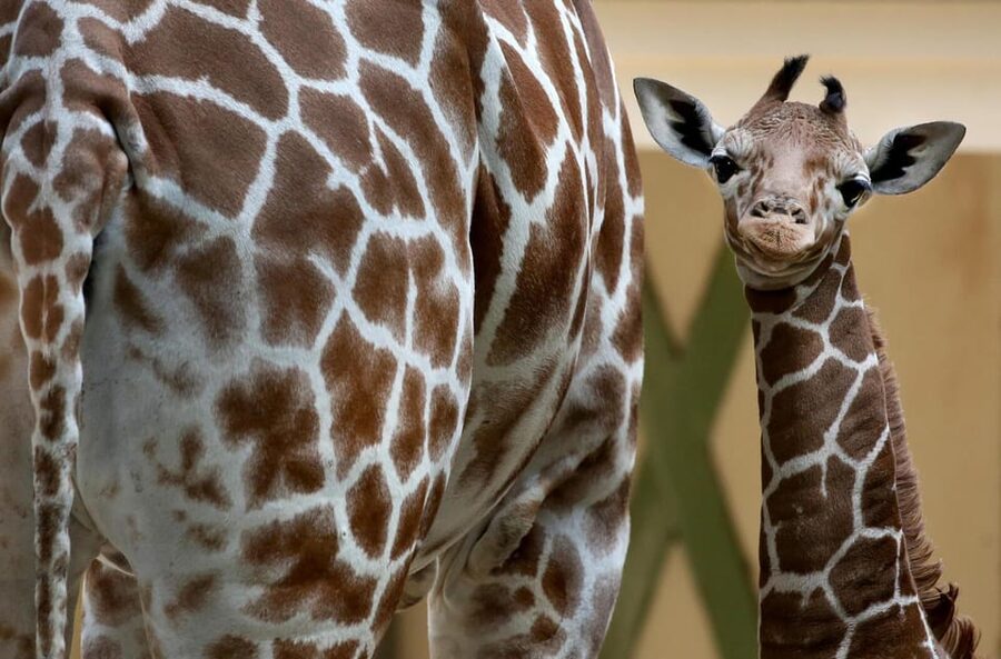 Amsterdam: Artis Royal Zoo & ARTIS-Micropia Combo Ticket - Why ARTIS works as more than a standard zoo visit