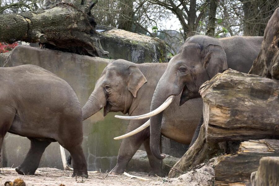 Amsterdam: Artis Royal Zoo & ARTIS-Micropia Combo Ticket - Lions, gorillas, penguins, and the animals you came to see