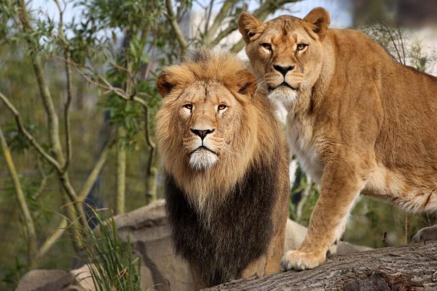 Amsterdam: Artis Royal Zoo & ARTIS-Micropia Combo Ticket - The planetarium adds a welcome change of pace