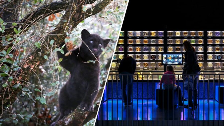 Amsterdam: Artis Royal Zoo & ARTIS-Micropia Combo Ticket - Starting with the elephant calves