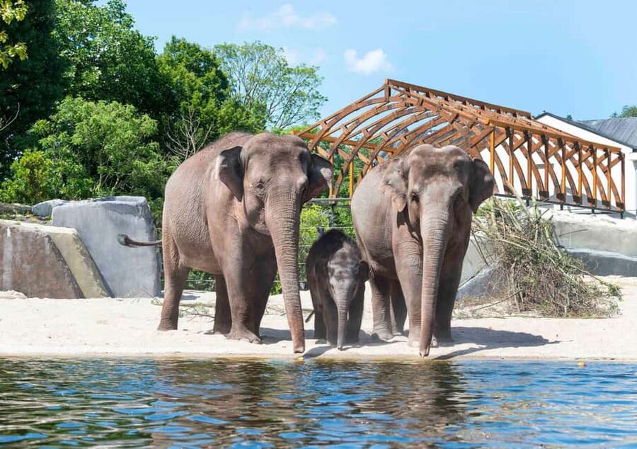 Amsterdam: ARTIS Royal Zoo Entry Ticket - Why ARTIS feels different from a typical city zoo