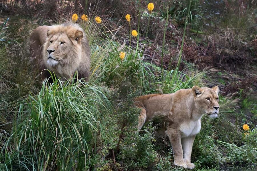 Amsterdam: ARTIS Royal Zoo Entry Ticket - The jaguar cub and the Pampa animals