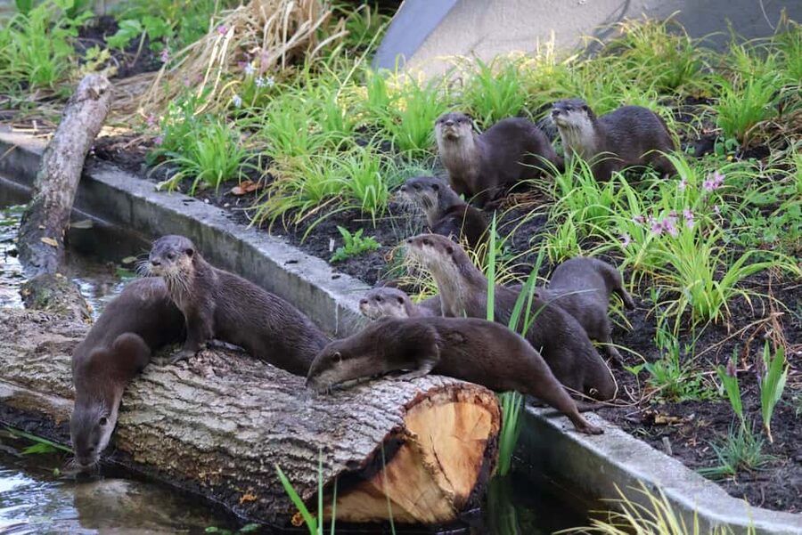 Amsterdam: ARTIS Royal Zoo Entry Ticket - Butterflies, birds, and the best rainy-day stops