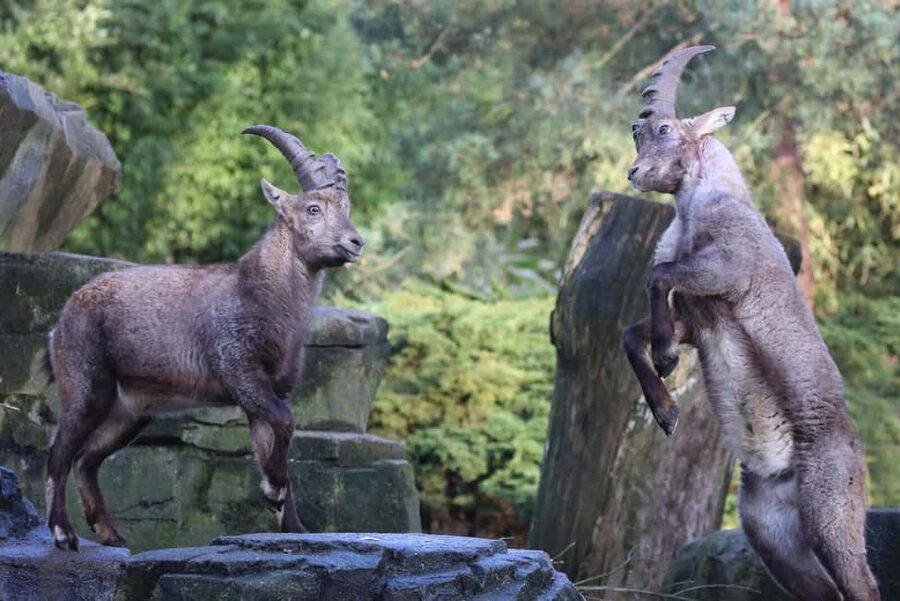 Amsterdam: ARTIS Royal Zoo Entry Ticket - Is the $20 ticket good value?