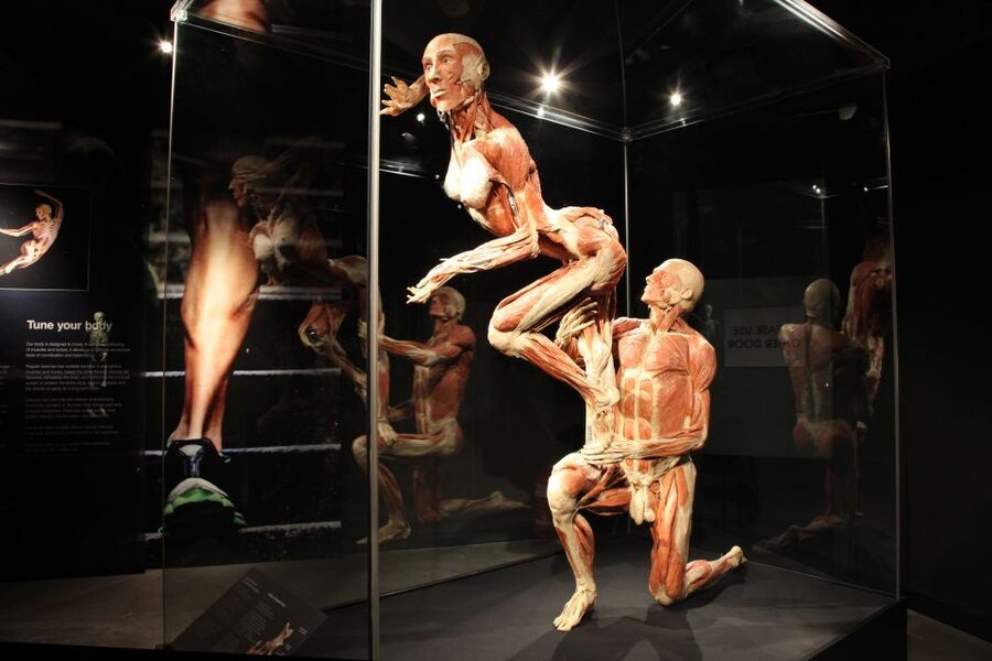 Amsterdam: Body Worlds Exhibition and Canal Cruise - Why Body Worlds Amsterdam Is More Than an Anatomy Display