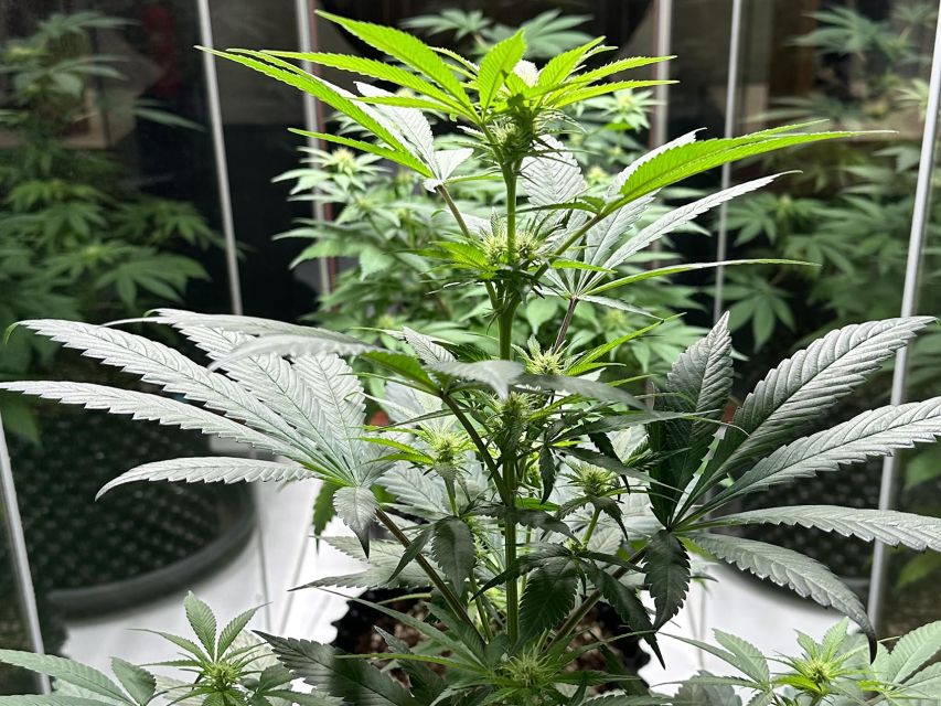 Amsterdam: Cannabis Museum Entry Ticket - Is the $14 ticket good value?