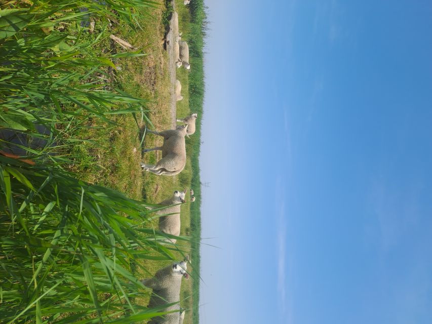 Amsterdam: Countryside Bike and Kayak Guided Tour - Who will enjoy this most?