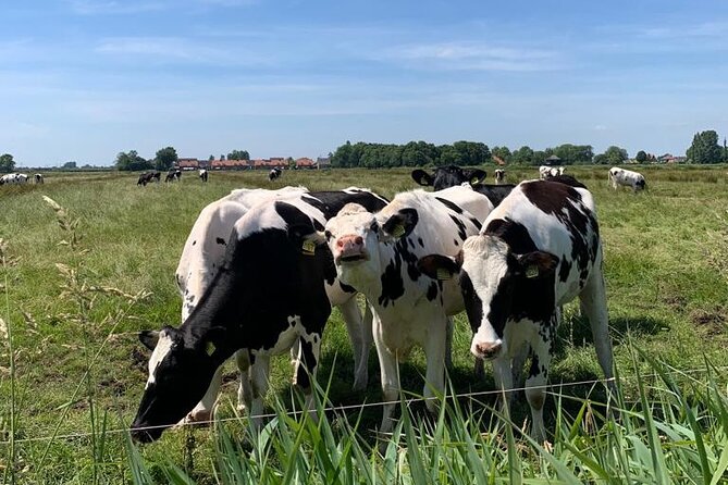 Amsterdam Countryside Bike and Kayak Tour - What the $83.48 price gives you