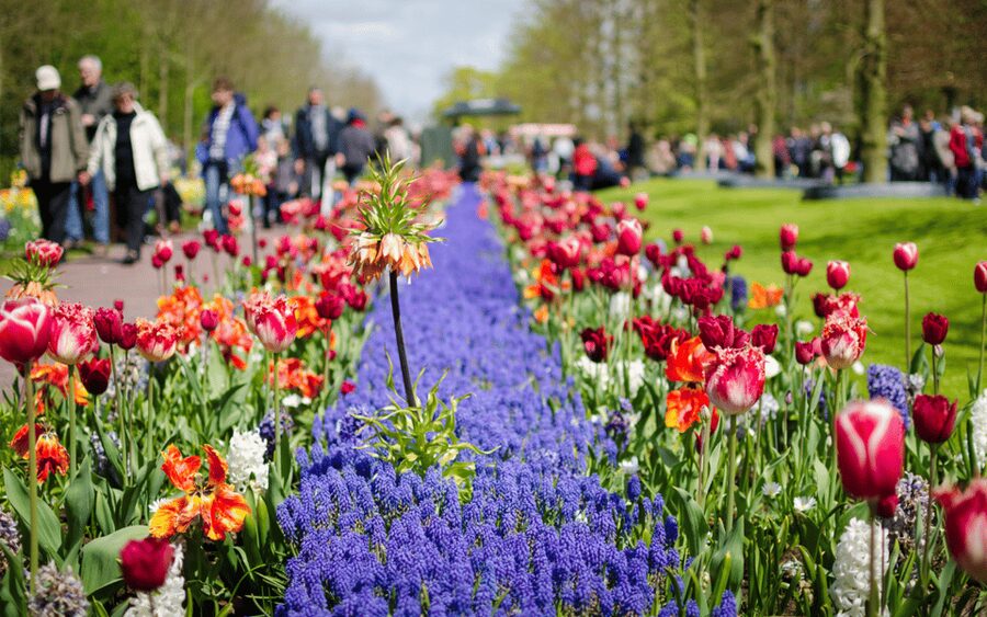 Amsterdam: Day Tour Keukenhof and Zaanse Schans Windmills - Who will enjoy this day most