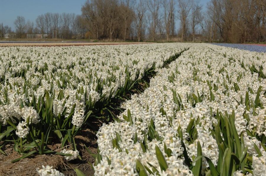 Amsterdam: Half-Day Flower Fields and Keukenhof Bicycle Tour - Riding through Hillegom, Lisse, and the bulb region