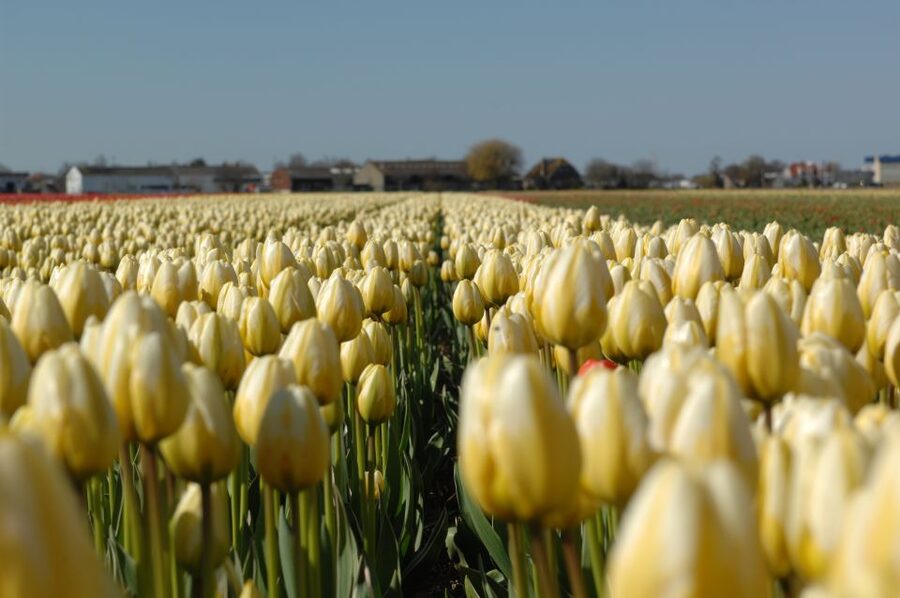 Amsterdam: Half-Day Flower Fields and Keukenhof Bicycle Tour - What the $101 price includes