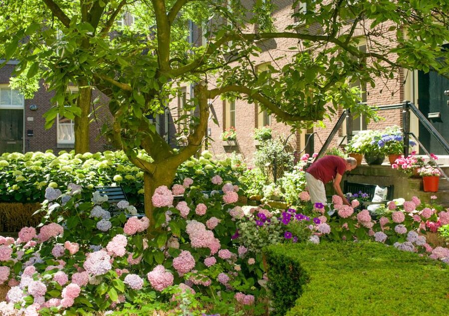 Amsterdam: Jordaan District Tour with a German guide - Tulip mania inside a quiet garden