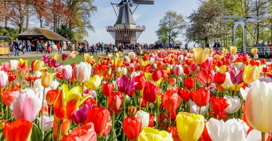 Amsterdam: Keukenhof and Zaanse Schans Live Guided Day Tour - Cheese, clogs, and the short demonstrations