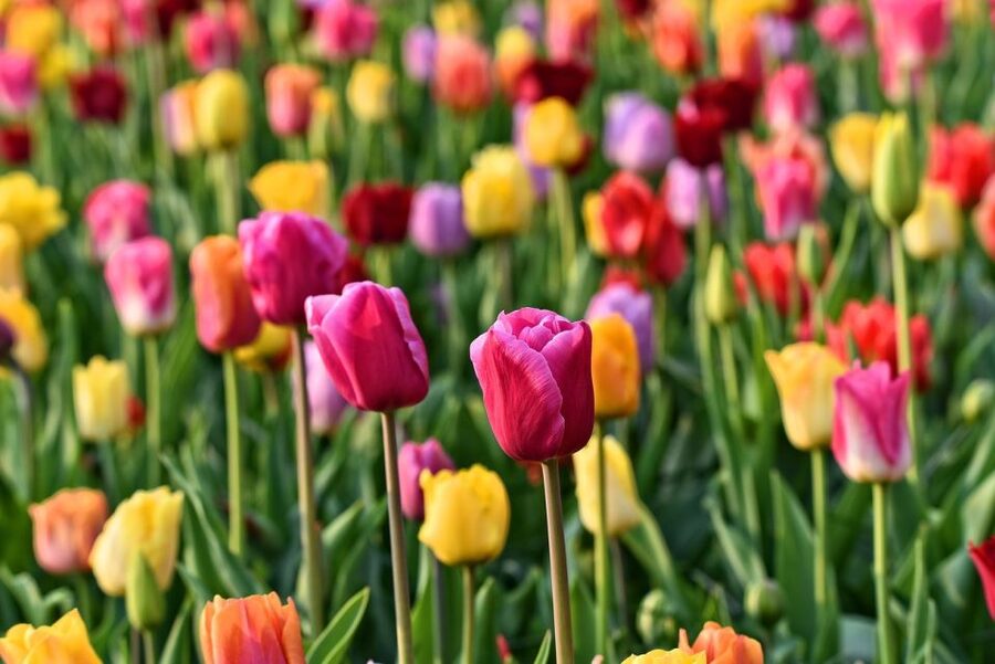 Amsterdam: Keukenhof and Zaanse Schans Live Guided Day Tour - What the guides add to the day