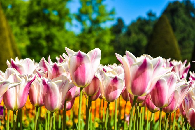 Amsterdam: Keukenhof and Zaanse Schans Windmills Guided Day Trip - Clogs and cheese: useful context, modest stops