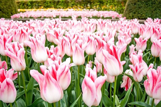 Amsterdam: Keukenhof Entry & Shuttle Bus with Flexible Return - Flexible return buses, and what flexible really means