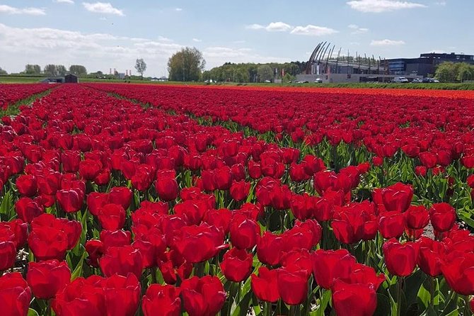 Amsterdam : Keukenhof FlowerFarm Privatetour Skip-The-Line ticket - Key points to know before booking
