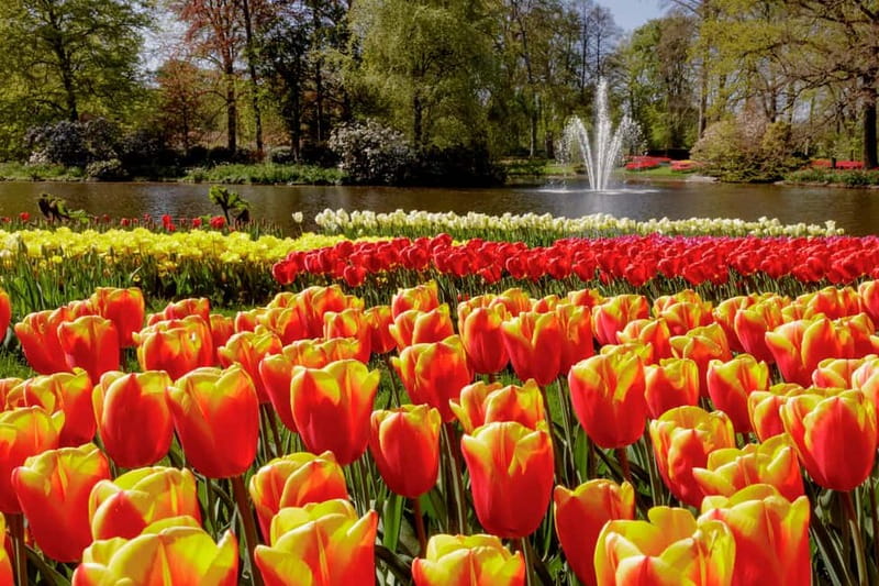 Amsterdam: Keukenhof Ticket and Roundtrip Shuttle Transfer - Who will get the most from this experience?