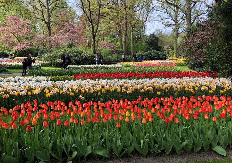 Amsterdam: Keukenhof Tulip Garden and Giethoorn Experience - The best time to see the tulips