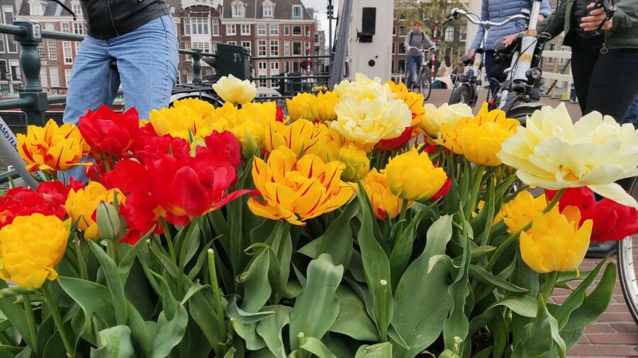 Amsterdam: Off the Beaten Path Bike Tour in French - The French commentary and guide style