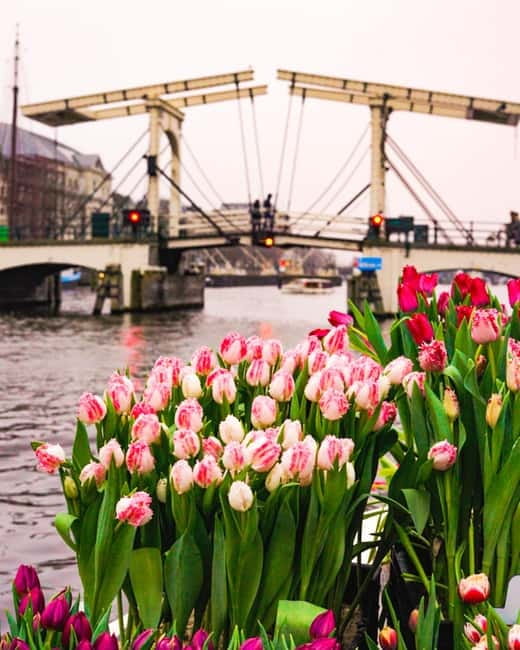 Amsterdam: Premium Tulip Boat Canal Tour - Who will enjoy this small-group cruise most?