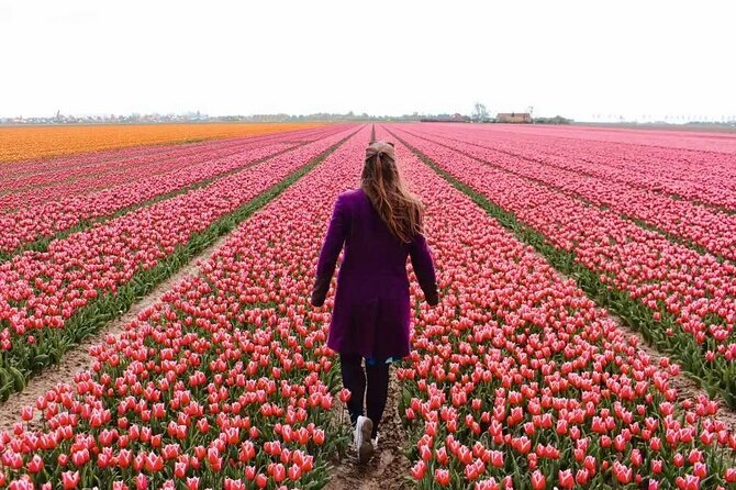 Amsterdam Private Tour to Keukenhof, Tulip Fields and Windmills - Key points to know before booking
