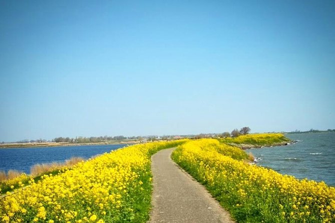 Amsterdam's Countryside Half-Day Bike Tour in Small Group - Holysloot and the apple pie pause