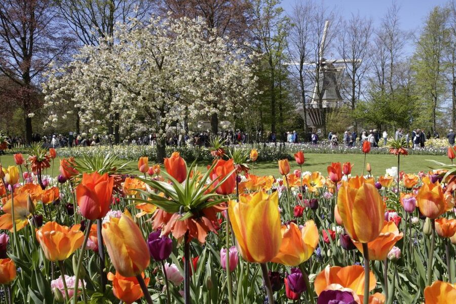 Amsterdam: Tour to Keukenhof Gardens with Windmill Cruise - Who will enjoy this day most?