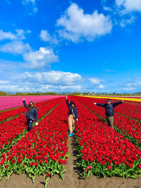 Amsterdam: Tulip Fields Day Tour with Lunch & Windmill - Three field stops and the best photo opportunities