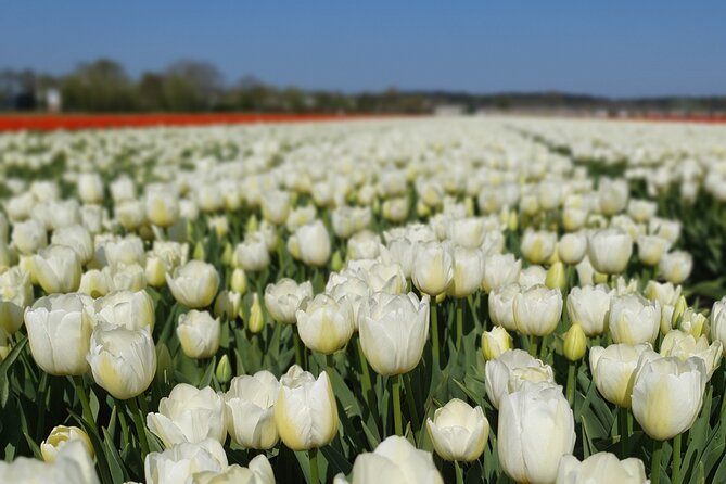 Amsterdam TulipFields of Holland Tour - Why this small tulip tour feels different