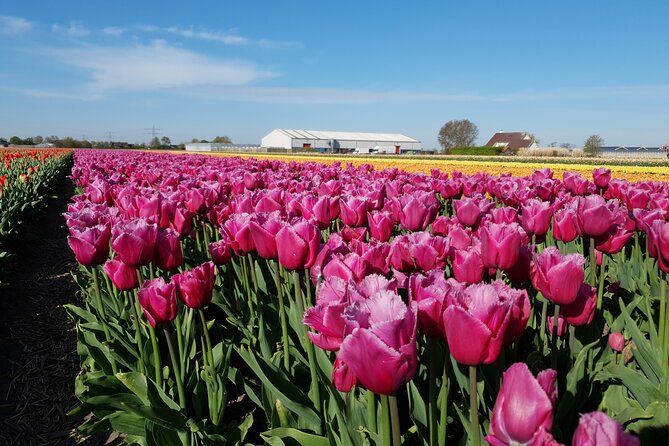 Amsterdam TulipFields of Holland Tour - Leaving Amsterdam for the flower-bulb region