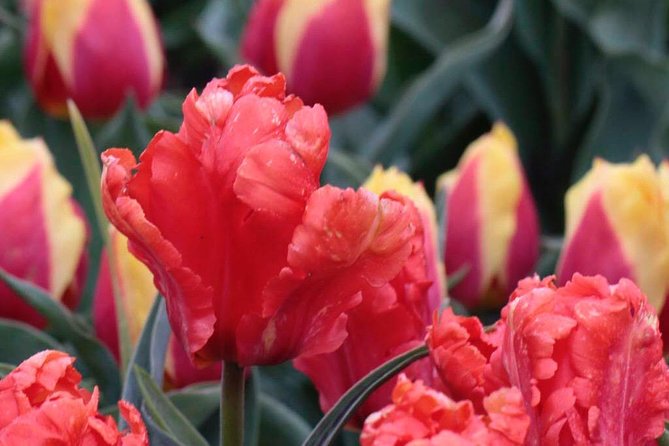 Amsterdam TulipFields of Holland Tour - Food, comfort, and the four-and-a-half-hour timing