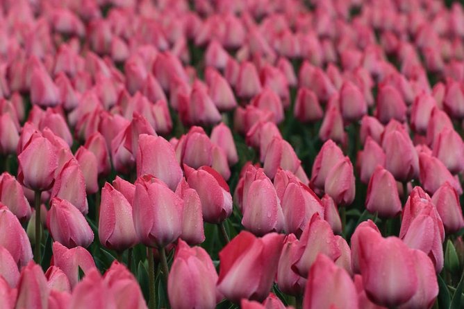 Amsterdam TulipFields of Holland Tour - Is $216.26 per person a fair price?