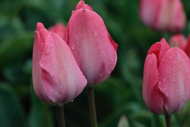 Amsterdam TulipFields of Holland Tour - Who will get the most from this experience?