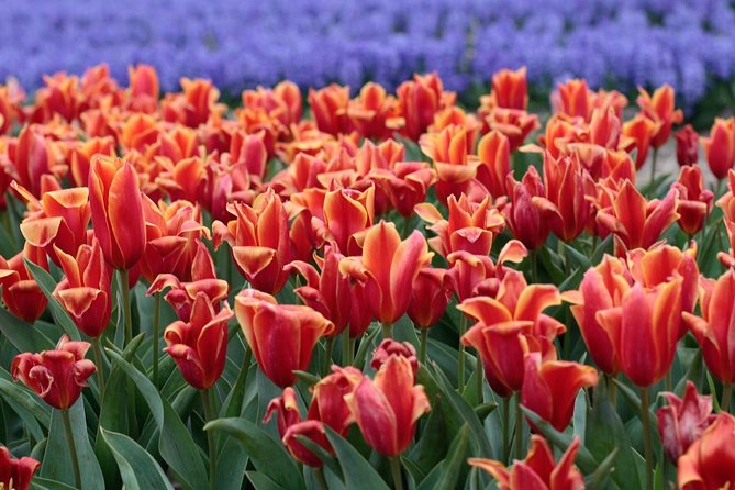 Amsterdam TulipFields of Holland Tour - Should you book the Amsterdam Tulip Fields of Holland Tour?