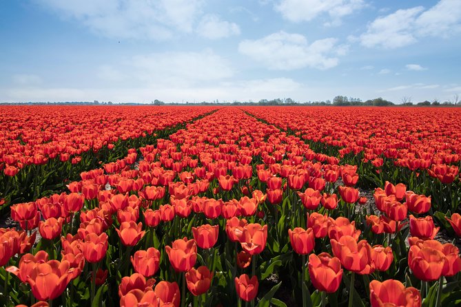 Amsterdam TulipFields of Holland Tour - What you learn among the tulip fields