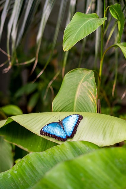 Arnhem: Burgers' Zoo Entry Ticket - Rimba Brings a Malay Rainforest Atmosphere