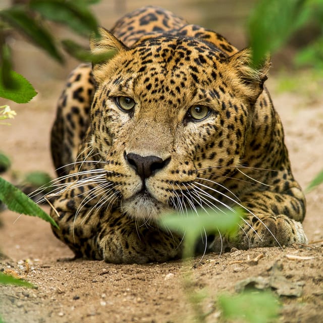 Arnhem: Burgers' Zoo Entry Ticket - Is the $33 Ticket Good Value?