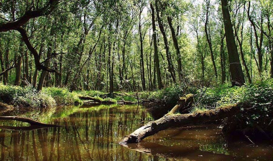 Biesbosch: Boat Cruise through National Park - Riding aboard the De Zilvermeeuw